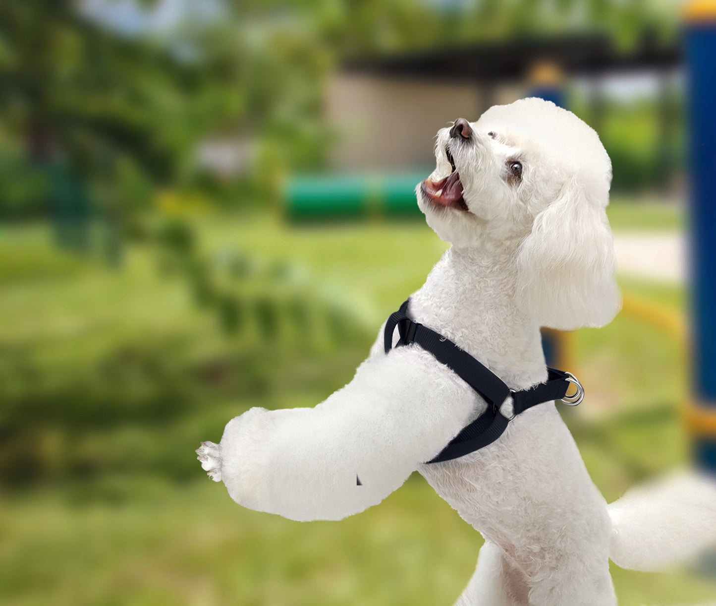 Adjustable "A" Type Harness